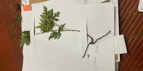 Powiększ grafikę: konkurs-na-zielnik-487730.jpg